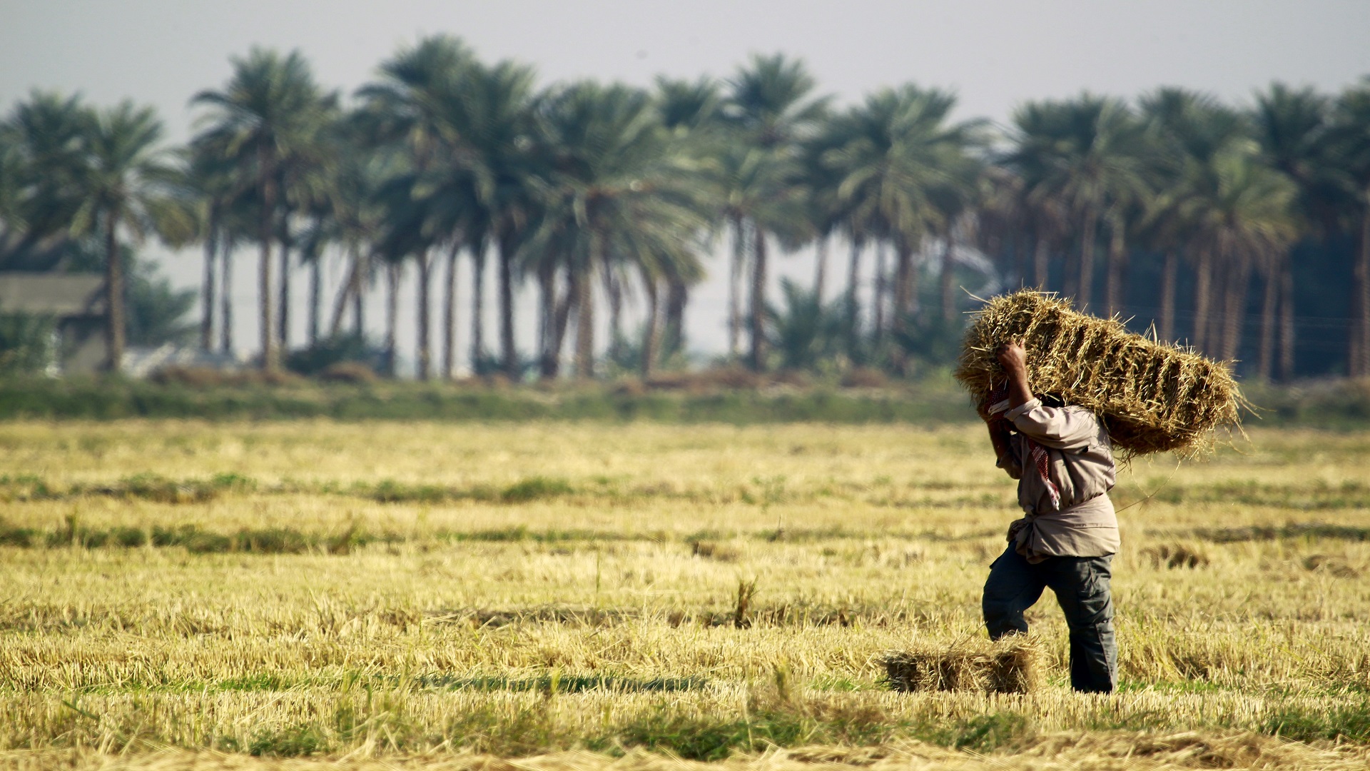 وعود حكومية بإطلاق المستحقات المالية للفلاحين عقب عطلة الأعياد لدعم القطاع الزراعي - وعود حكومية بإطلاق المستحقات المالية للفلاحين عقب عطلة الأعياد لدعم القطاع الزراعي - وعود حكومية بإطلاق المستحقات المالية للفلاحين عقب عطلة الأعياد لدعم القطاع الزراعي - وعود حكومية بإطلاق المستحقات المالية للفلاحين عقب عطلة الأعياد لدعم القطاع الزراعيوعود حكومية بإطلاق المستحقات المالية للفلاحين عقب عطلة الأعياد لدعم القطاع الزراعي - وعود حكومية بإطلاق المستحقات المالية للفلاحين عقب عطلة الأعياد لدعم القطاع الزراعي - Government Promises to Release Farmers' Financial Dues Following the Holidays to Support the Agricultural Sector - Government Promises to Release Farmers' Financial Dues Following the Holidays to Support the Agricultural Sector